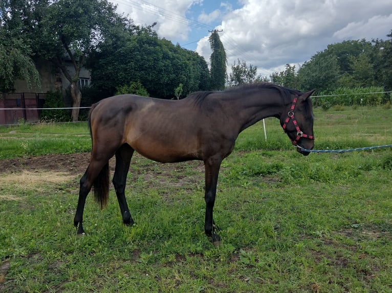 Studbook européen anglo Étalon 3 Ans 150 cm Bai brun foncé in Stryk&#xF3;w