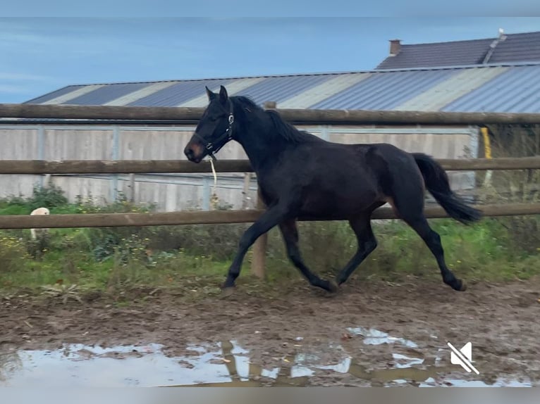 Studbook européen anglo Étalon 3 Ans 161 cm Bai brun in Soumagne