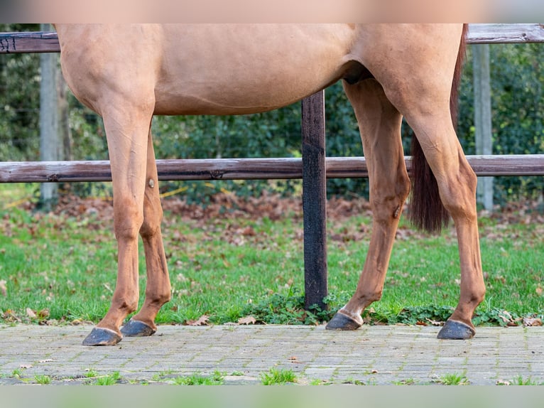 Studbook européen anglo Étalon 3 Ans 164 cm Alezan in Grote Brogel