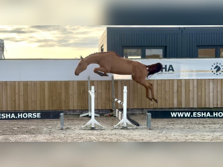 Studbook européen anglo Étalon 3 Ans 164 cm Alezan in Wijchmaal