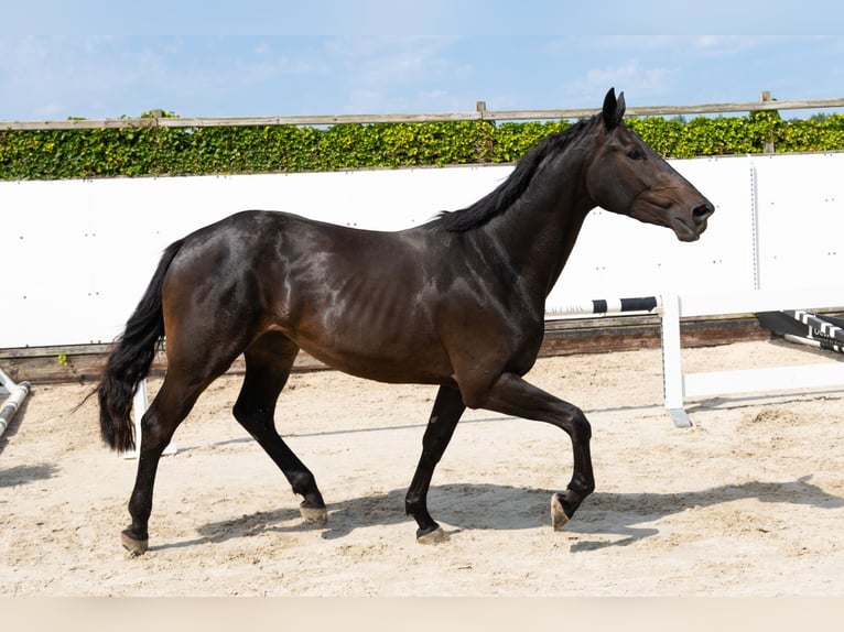 Studbook européen anglo Étalon 3 Ans 166 cm Bai brun in Waddinxveen