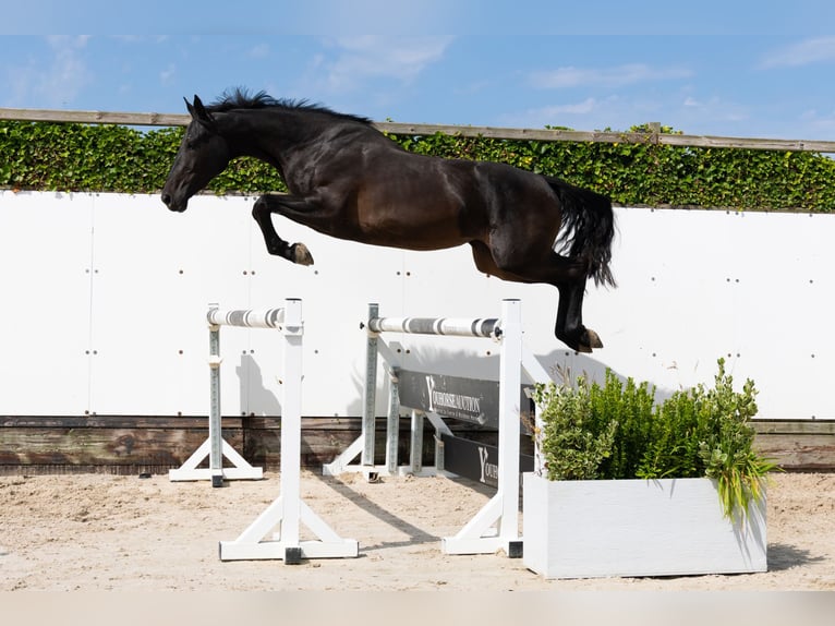 Studbook européen anglo Étalon 3 Ans 166 cm Bai brun in Waddinxveen
