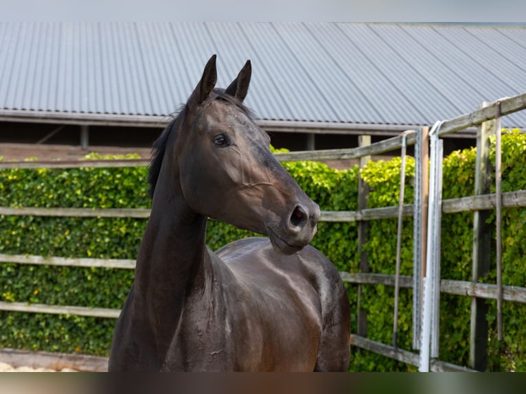 Studbook européen anglo Étalon 3 Ans 166 cm Bai brun in Waddinxveen