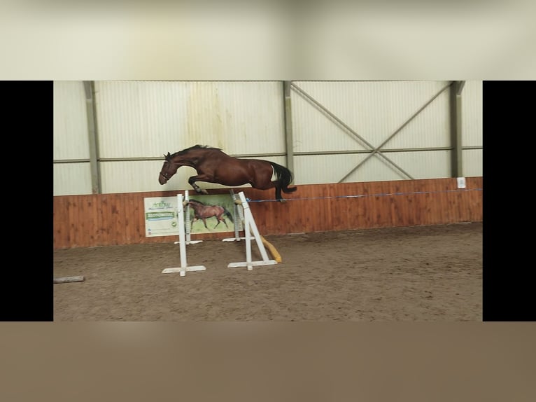 Studbook européen anglo Étalon 3 Ans 167 cm Bai cerise in Stara Wiśniewka