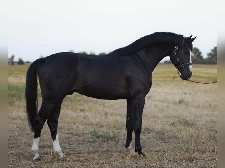 Studbook européen anglo Étalon 3 Ans 170 cm Bai brun in Borstorf