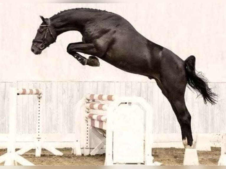 Studbook européen anglo Étalon 4 Ans 150 cm Bai brun foncé in Stryków