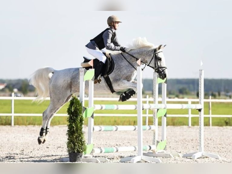 Studbook européen anglo Étalon 4 Ans 150 cm Bai brun foncé in Stryków