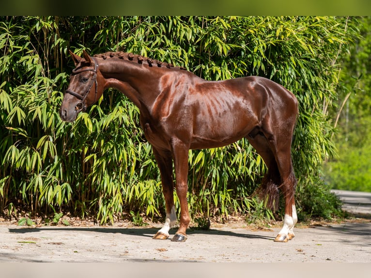 Studbook européen anglo Étalon 4 Ans 161 cm Alezan brûlé in Grote-Brogel