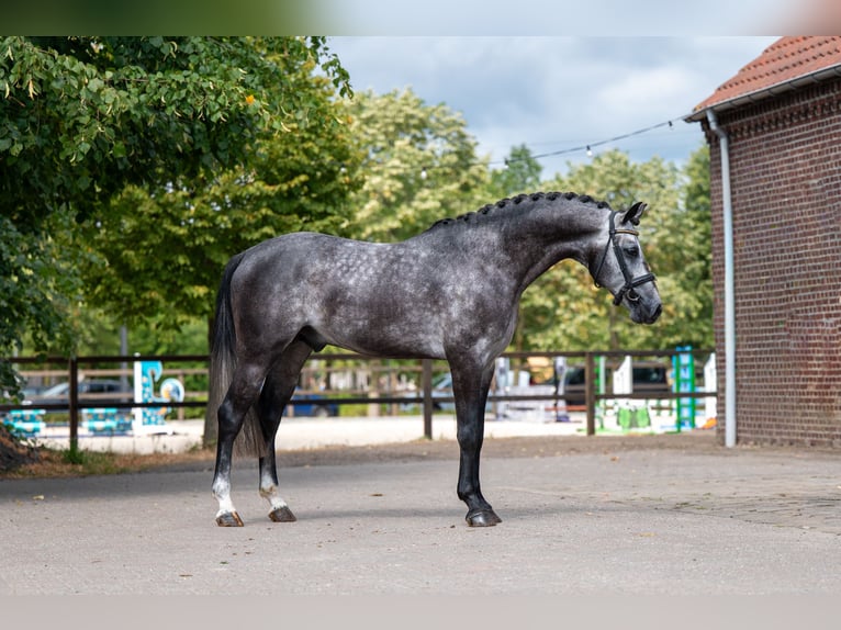 Studbook européen anglo Étalon 4 Ans 162 cm Gris in Kaulille
