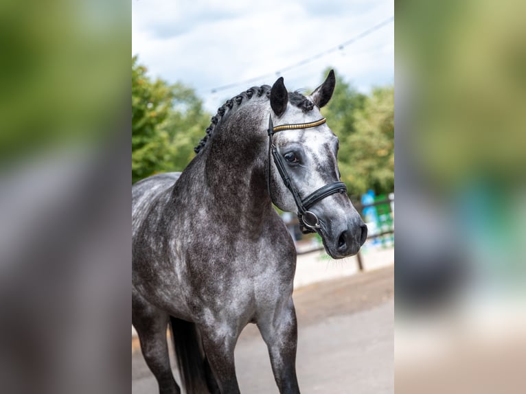 Studbook européen anglo Étalon 4 Ans 162 cm Gris in Kaulille