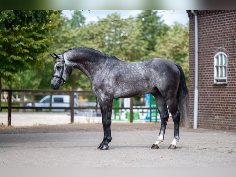Studbook européen anglo Étalon 4 Ans 162 cm Gris in Kaulille