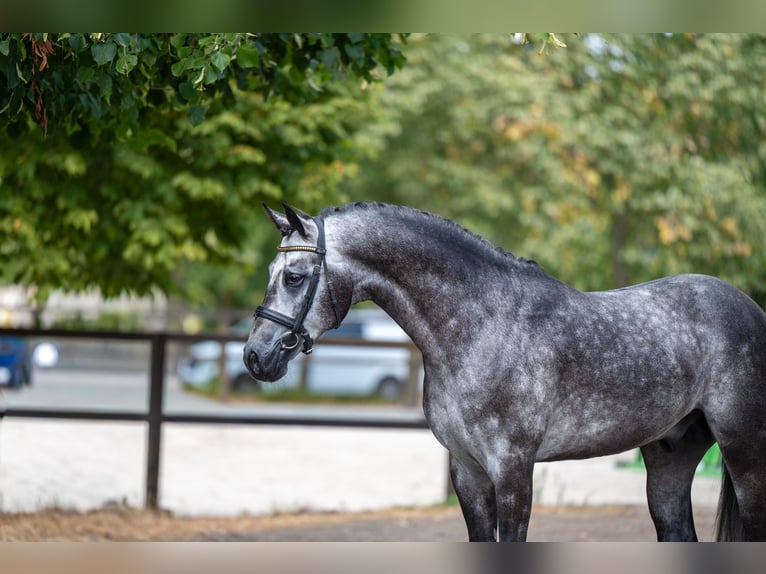 Studbook européen anglo Étalon 4 Ans 162 cm Gris in Kaulille