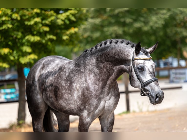 Studbook européen anglo Étalon 4 Ans 162 cm Gris in Kaulille
