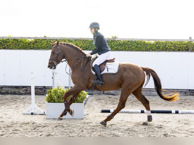 Studbook européen anglo Étalon 4 Ans 164 cm Alezan brûlé in Waddinxveen