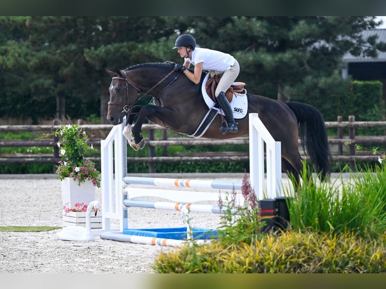 Studbook européen anglo Étalon 4 Ans 172 cm Bai brun in Bladel