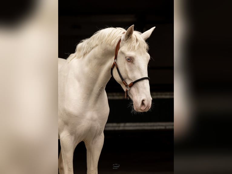 Studbook européen anglo Étalon 4 Ans 173 cm Cremello in Eisighofen