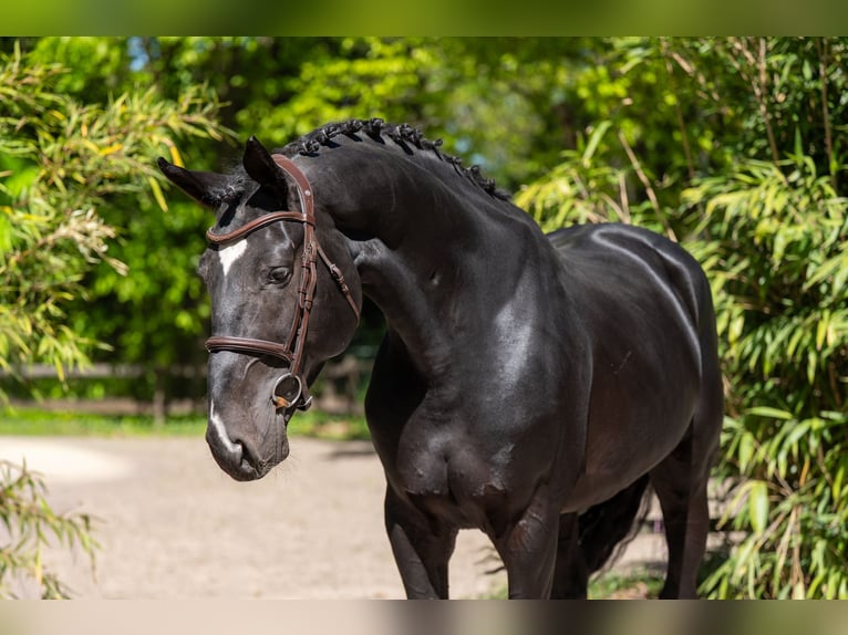 Studbook européen anglo Étalon 6 Ans 174 cm Bai brun foncé in Grote-Brogel