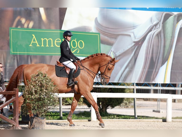 Studbook européen anglo Étalon 7 Ans 183 cm Alezan brûlé in Kronenberg