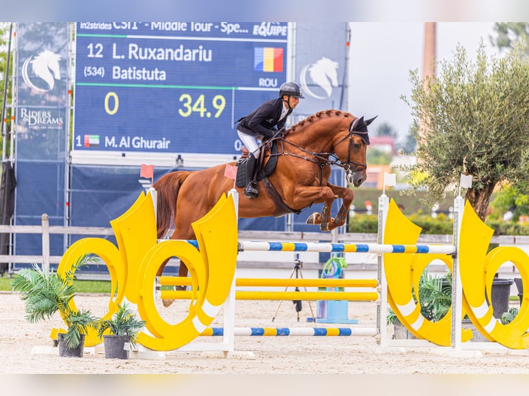 Studbook européen anglo Étalon 7 Ans 183 cm Alezan brûlé in Valencia