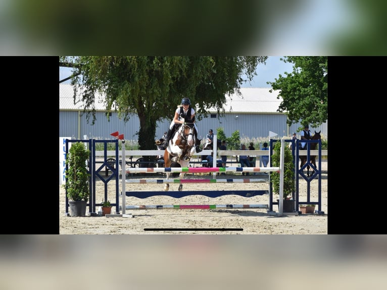 Studbook européen anglo Étalon 9 Ans 165 cm in Roeser