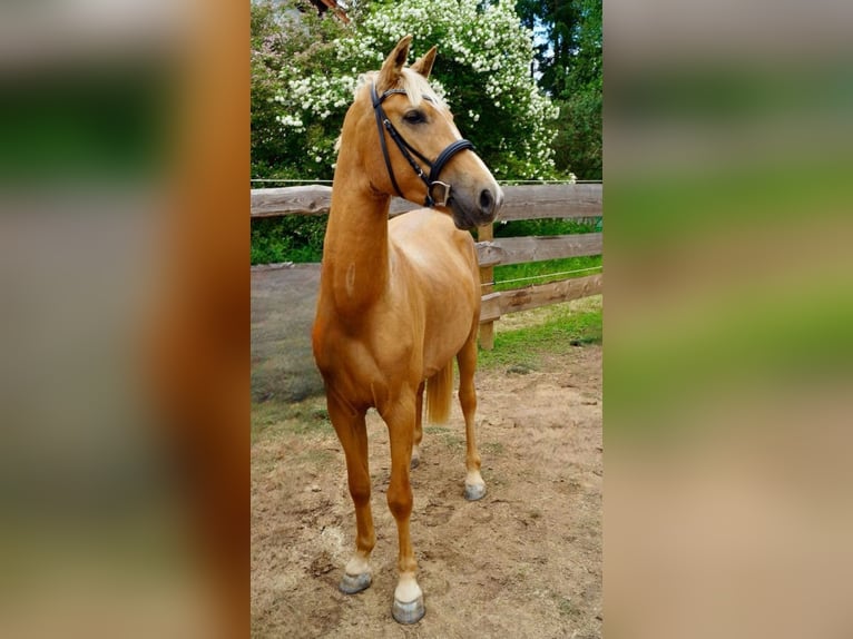 Studbook européen anglo Étalon Palomino in Gründau Studbook européen anglo Étalon Palomino in Gründau