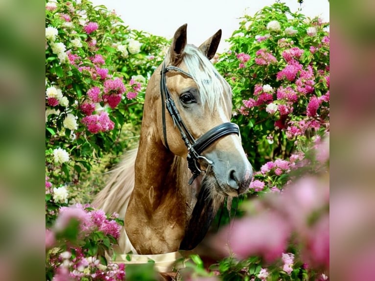 Studbook européen anglo Étalon Palomino in Gr&#xFC;ndau