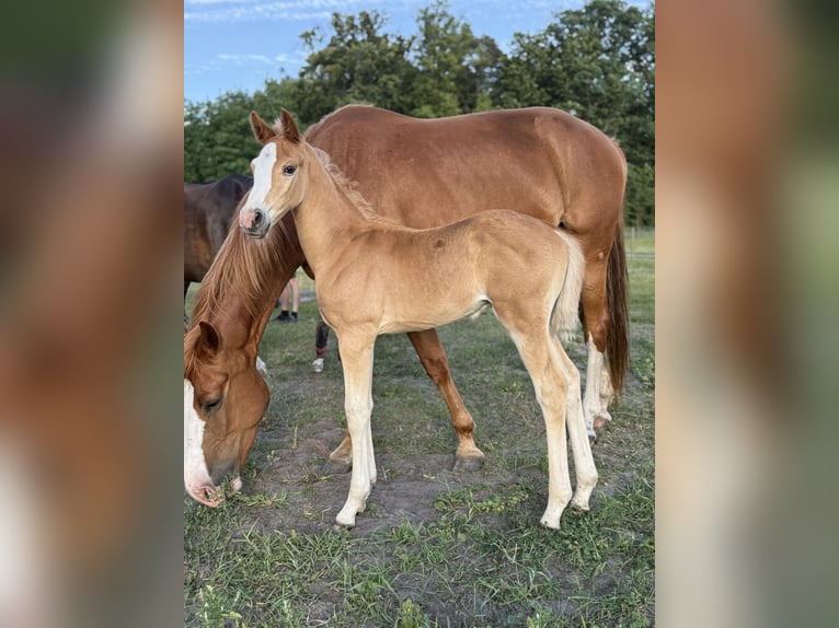 Studbook européen anglo Étalon Poulain (06/2025) 128 cm Alezan in Romanowo G&#xF3;rne