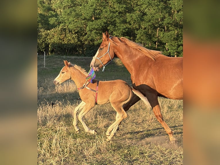 Studbook européen anglo Étalon Poulain (06/2025) 128 cm Alezan in Romanowo G&#xF3;rne