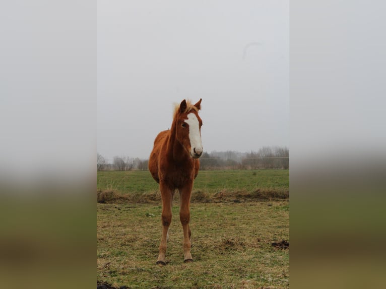 Studbook européen anglo Étalon Poulain (06/2025) 128 cm Alezan in Romanowo G&#xF3;rne