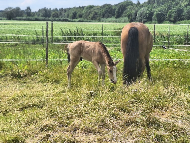 Studbook européen anglo Croisé Étalon Poulain (06/2024) 140 cm Buckskin in Geffen