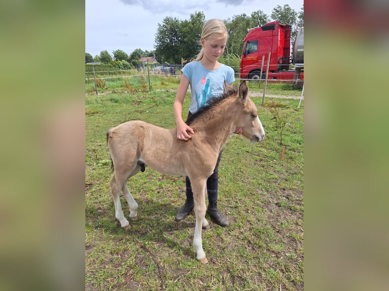 Studbook européen anglo Croisé Étalon Poulain (06/2024) 140 cm Buckskin in Geffen