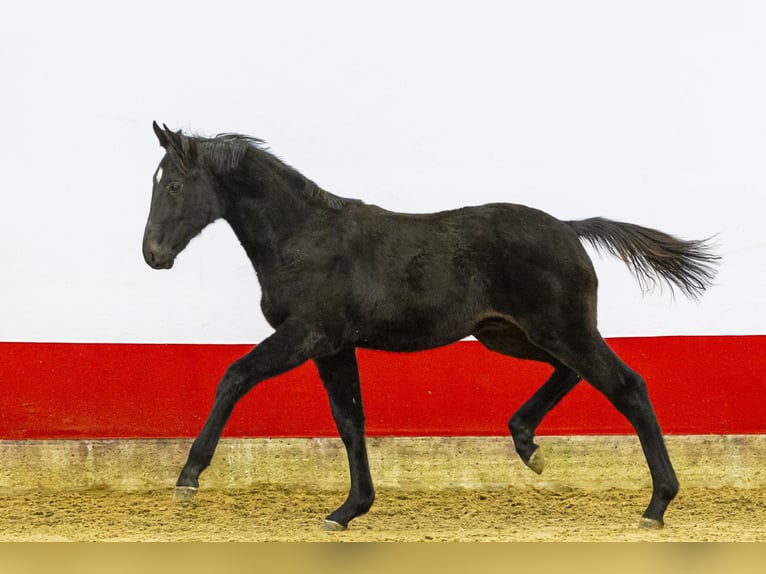 Studbook européen anglo Étalon Poulain (04/2025) 152 cm Noir in Waddinxveen