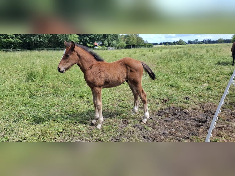 Studbook européen anglo Étalon Poulain (05/2024) 160 cm Bai clair in Hoogeveen