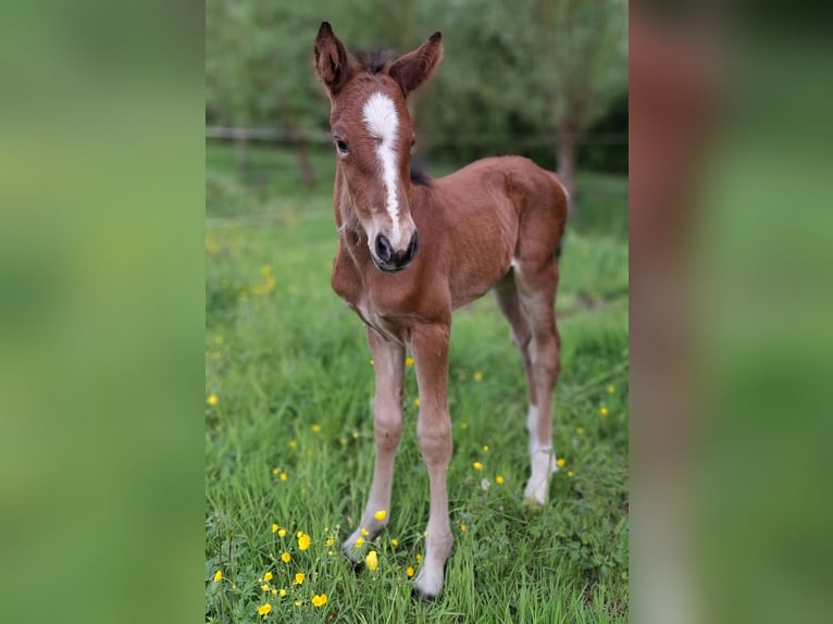 Studbook européen anglo Étalon Poulain (05/2024) 160 cm Bai clair in Hoogeveen