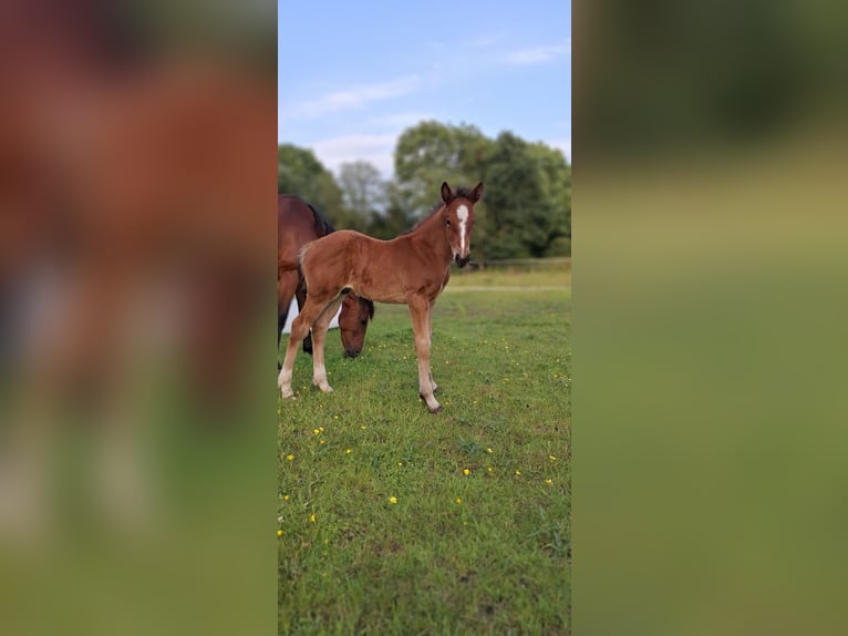 Studbook européen anglo Étalon Poulain (05/2024) 160 cm Bai clair in Hoogeveen