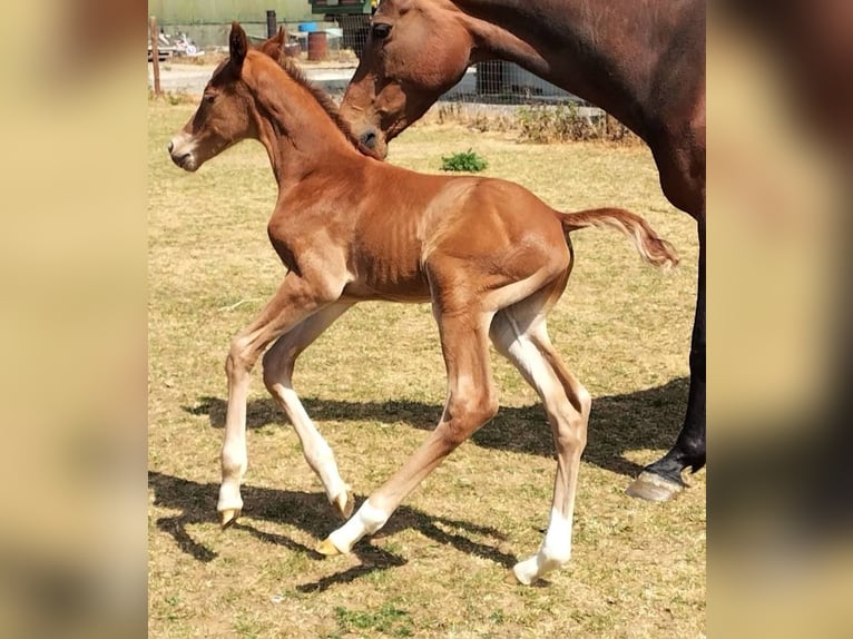Studbook européen anglo Étalon Poulain (05/2025) 165 cm Alezan brûlé in Torksey