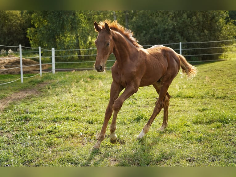 Studbook européen anglo Étalon Poulain (05/2025) 165 cm Alezan in Dolsk