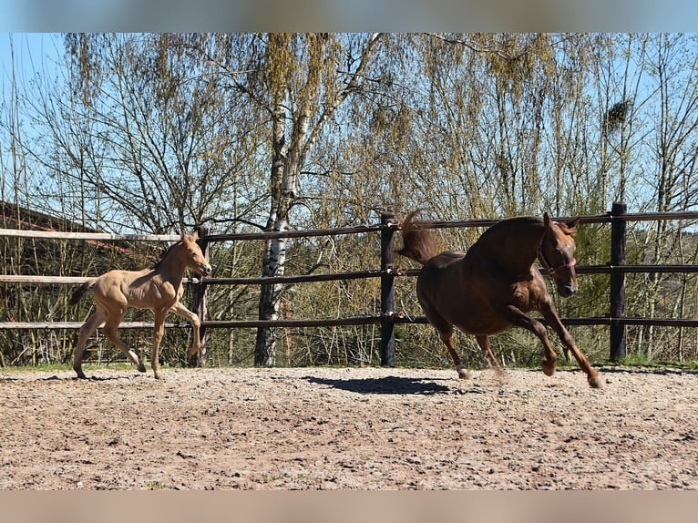 Studbook européen anglo Étalon Poulain (04/2026) 165 cm Perle in Dochamps
