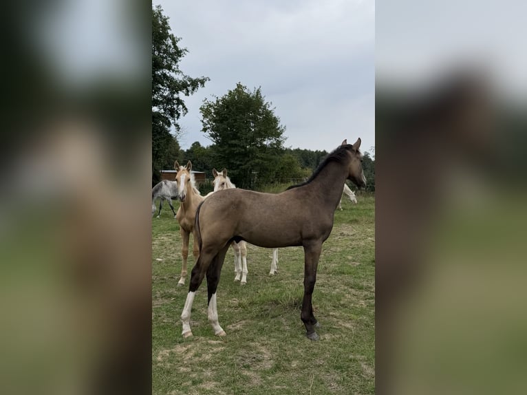 Studbook européen anglo Étalon Poulain (03/2026) 169 cm Buckskin in Lubsza