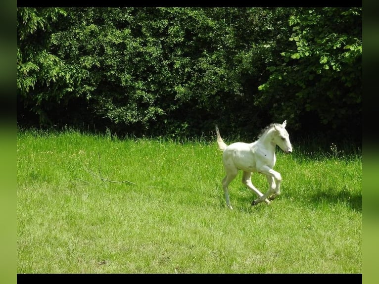 Studbook européen anglo Étalon Poulain (05/2024) 170 cm Léopard in DOCHAMPS