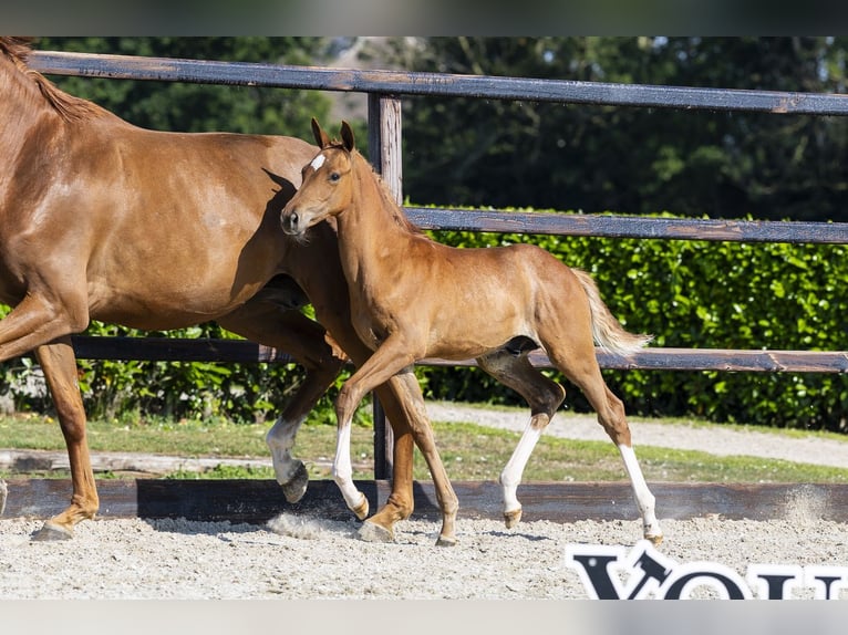 Studbook européen anglo Étalon Poulain (05/2026) Alezan in Waddinxveen