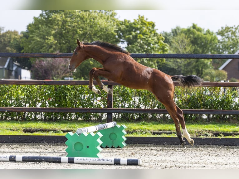 Studbook européen anglo Étalon Poulain (04/2025) Bai in Waddinxveen