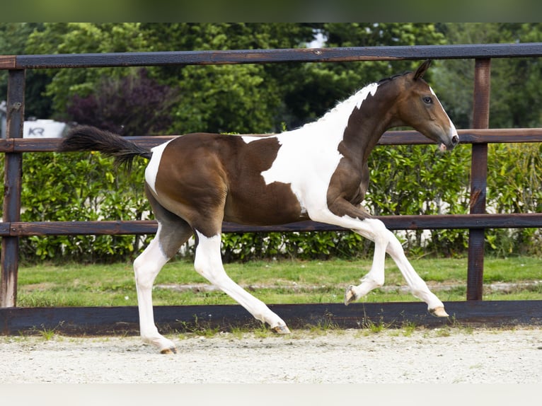Studbook européen anglo Étalon Poulain (02/2025) in Waddinxveen