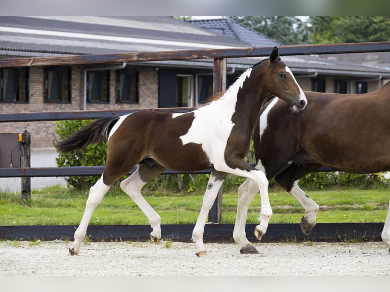 Studbook européen anglo Étalon Poulain (02/2025) in Waddinxveen
