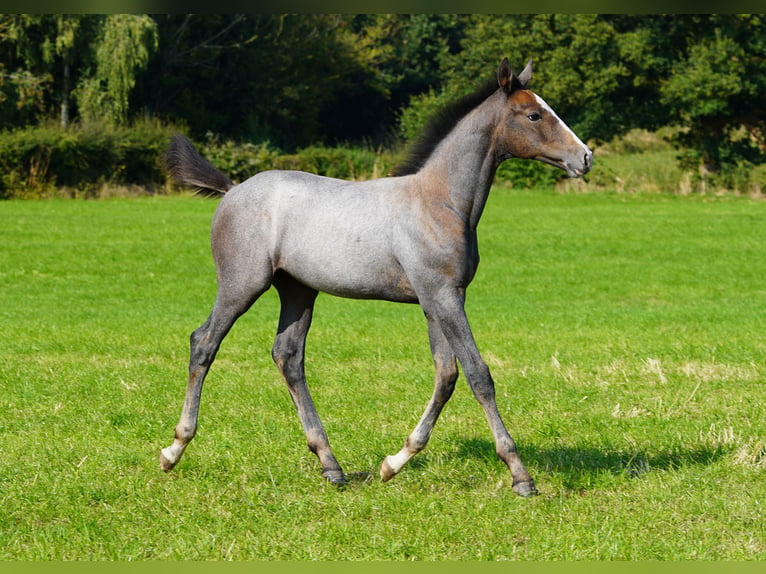 Studbook européen anglo Étalon Poulain (05/2024) Gris in Northwich, Cheshire