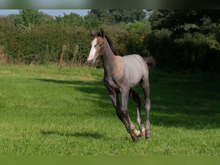 Studbook européen anglo Étalon Poulain (05/2024) Gris in Northwich, Cheshire