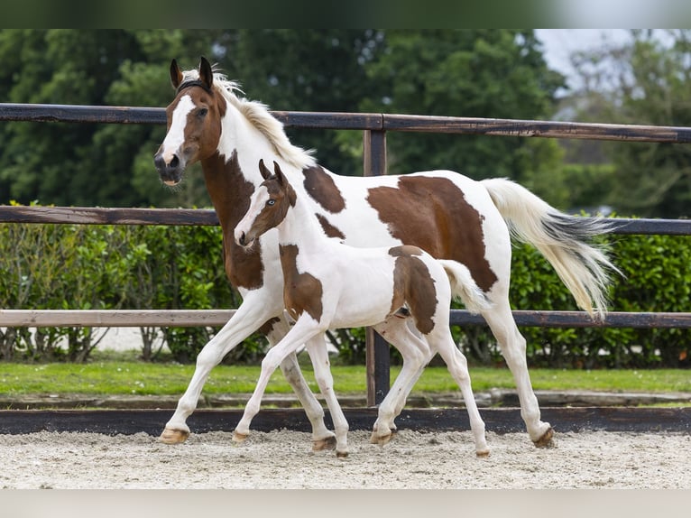 Studbook européen anglo Étalon Poulain (04/2026) Pinto in Waddinxveen