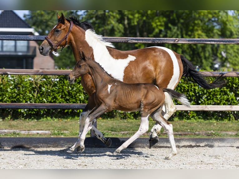 Studbook européen anglo Étalon Poulain (05/2026) Pinto in Waddinxveen
