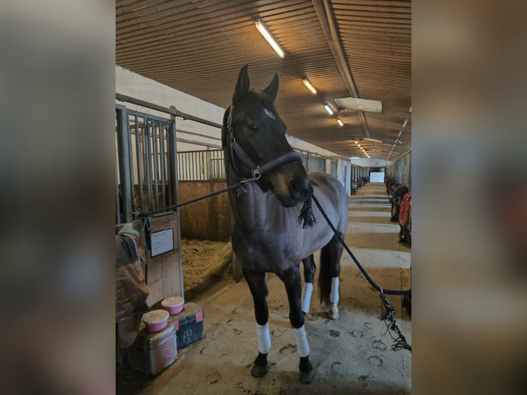 Studbook européen anglo Hongre 10 Ans 168 cm Bai in St. Pölten