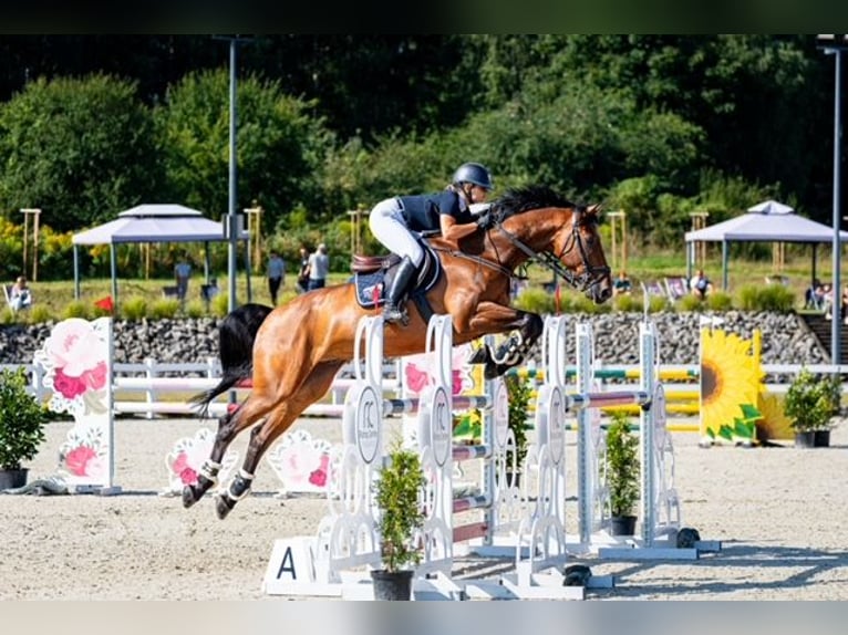 Studbook européen anglo Hongre 10 Ans 168 cm Bai in Zrosławice